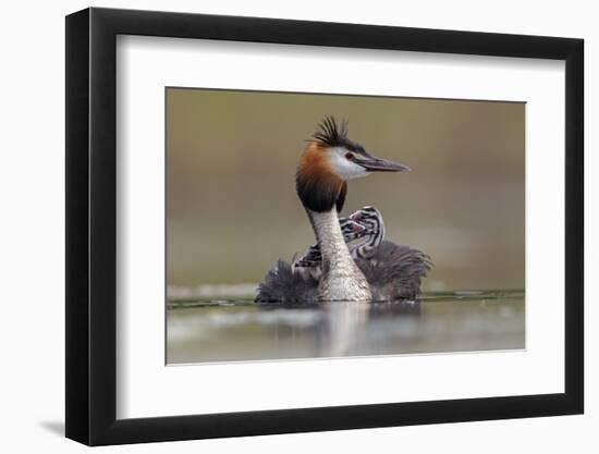 Great crested grebe with young on back, the Netherlands-David Pattyn-Framed Photographic Print