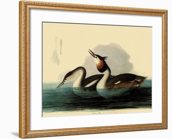 Great Crested Grebes-John James Audubon-Framed Giclee Print