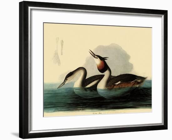 Great Crested Grebes-John James Audubon-Framed Giclee Print