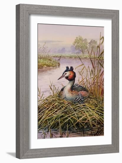 Great-Crested Grebes-Carl Donner-Framed Giclee Print