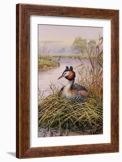 Great-Crested Grebes-Carl Donner-Framed Giclee Print