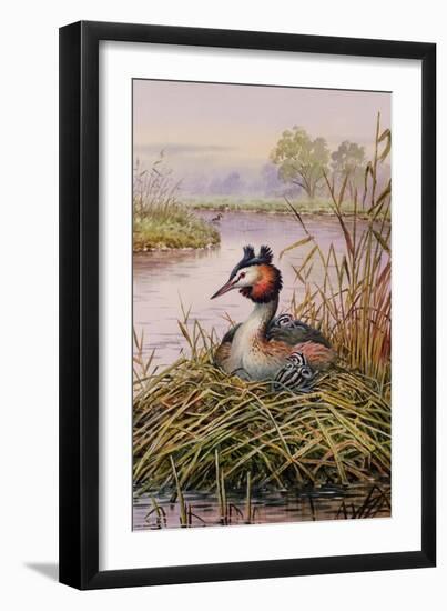 Great-Crested Grebes-Carl Donner-Framed Giclee Print