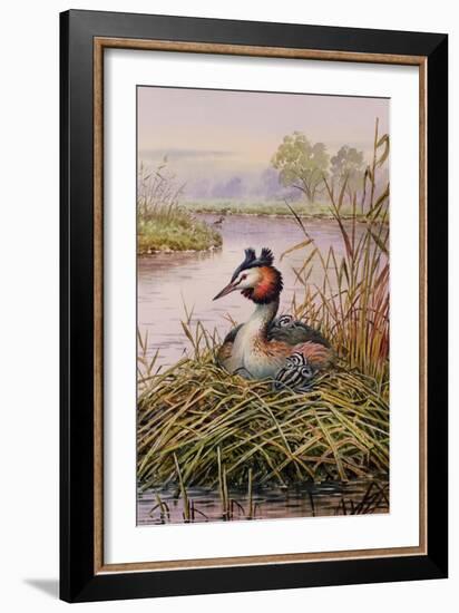 Great-Crested Grebes-Carl Donner-Framed Giclee Print