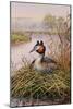 Great-Crested Grebes-Carl Donner-Mounted Giclee Print