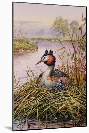Great-Crested Grebes-Carl Donner-Mounted Giclee Print