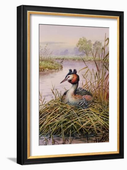 Great-Crested Grebes-Carl Donner-Framed Giclee Print