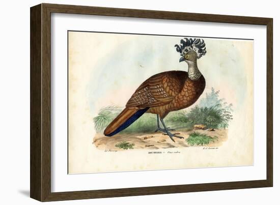 Great Curassow, 1863-79-Raimundo Petraroja-Framed Giclee Print