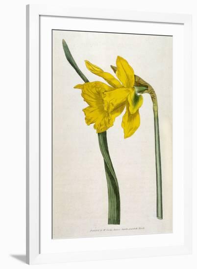 Great Daffodil-William Curtis-Framed Art Print