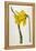 Great Daffodil-William Curtis-Framed Stretched Canvas