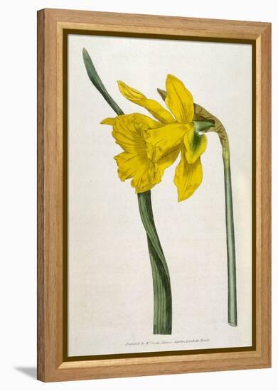 Great Daffodil-William Curtis-Framed Stretched Canvas