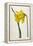 Great Daffodil-William Curtis-Framed Stretched Canvas