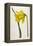 Great Daffodil-William Curtis-Framed Stretched Canvas