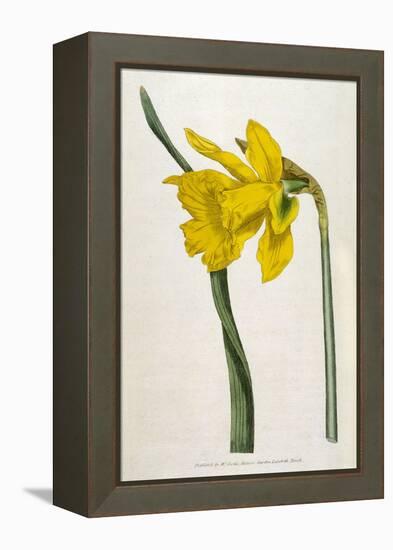 Great Daffodil-William Curtis-Framed Stretched Canvas