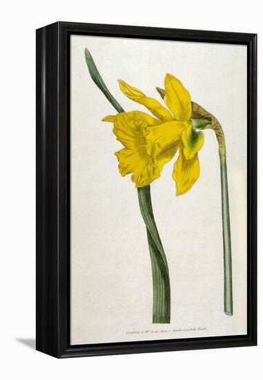 Great Daffodil-William Curtis-Framed Stretched Canvas
