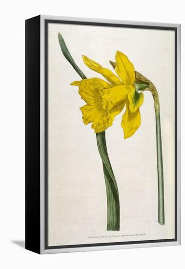 Great Daffodil-William Curtis-Framed Stretched Canvas