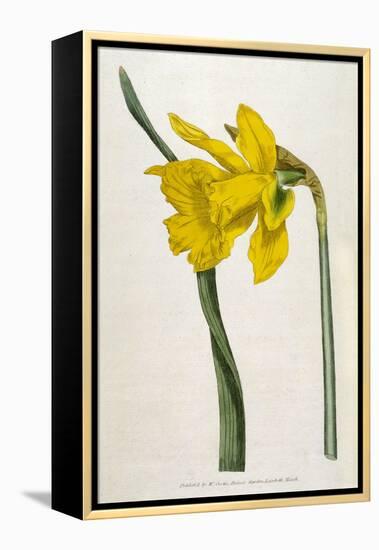 Great Daffodil-William Curtis-Framed Stretched Canvas