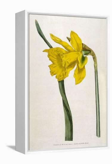 Great Daffodil-William Curtis-Framed Stretched Canvas