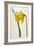 Great Daffodil-William Curtis-Framed Art Print