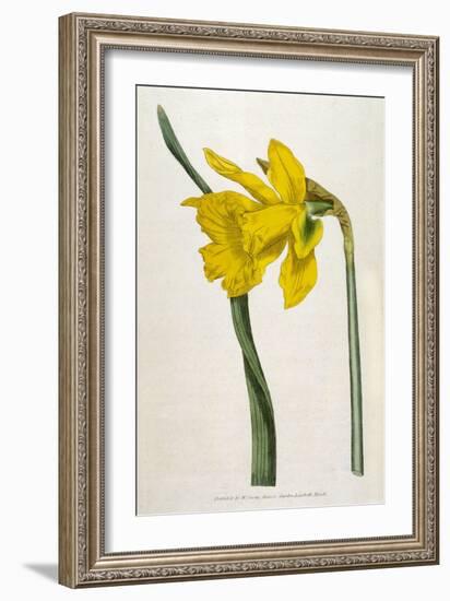 Great Daffodil-William Curtis-Framed Art Print