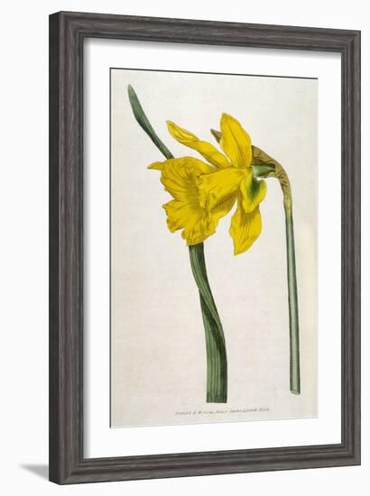 Great Daffodil-William Curtis-Framed Art Print