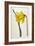 Great Daffodil-William Curtis-Framed Art Print