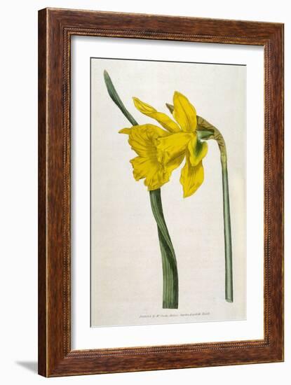 Great Daffodil-William Curtis-Framed Art Print