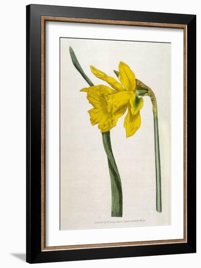 Great Daffodil-William Curtis-Framed Art Print