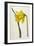 Great Daffodil-William Curtis-Framed Art Print