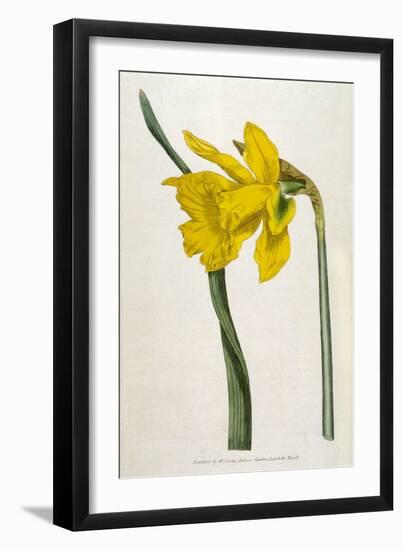 Great Daffodil-William Curtis-Framed Art Print