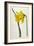 Great Daffodil-William Curtis-Framed Art Print