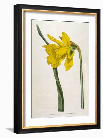 Great Daffodil-William Curtis-Framed Art Print