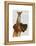 Great Dane and Chihuahua-Fab Funky-Framed Stretched Canvas