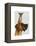 Great Dane and Chihuahua-Fab Funky-Framed Stretched Canvas