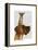 Great Dane and Chihuahua-Fab Funky-Framed Stretched Canvas