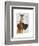 Great Dane and Chihuahua-Fab Funky-Framed Art Print