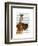 Great Dane and Chihuahua-Fab Funky-Framed Art Print