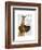 Great Dane and Chihuahua-Fab Funky-Framed Art Print