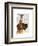 Great Dane and Chihuahua-Fab Funky-Framed Art Print