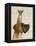 Great Dane and Chihuahua-Fab Funky-Framed Stretched Canvas