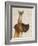 Great Dane and Chihuahua-Fab Funky-Framed Art Print