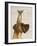 Great Dane and Chihuahua-Fab Funky-Framed Art Print