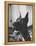 Great Dane Belonging to Governor William Stratton-Robert W^ Kelley-Framed Premier Image Canvas