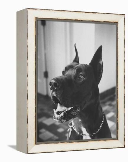 Great Dane Belonging to Governor William Stratton-Robert W^ Kelley-Framed Premier Image Canvas