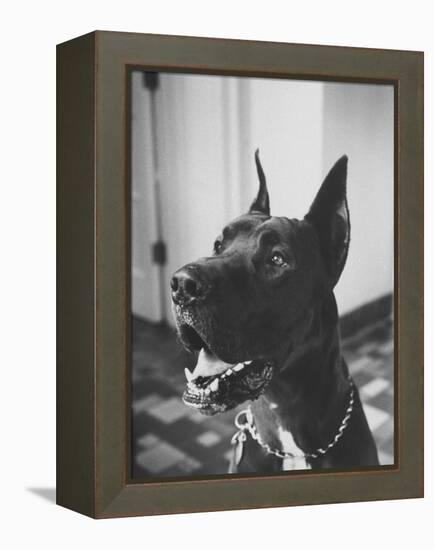 Great Dane Belonging to Governor William Stratton-Robert W^ Kelley-Framed Premier Image Canvas