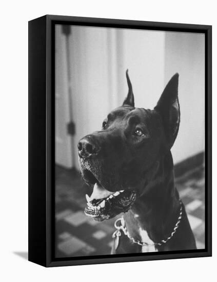 Great Dane Belonging to Governor William Stratton-Robert W^ Kelley-Framed Premier Image Canvas