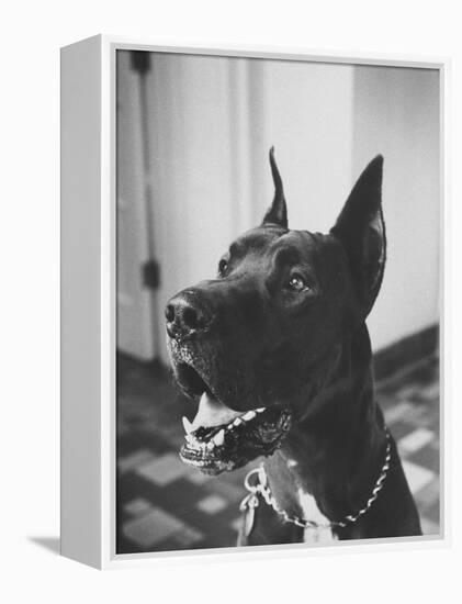 Great Dane Belonging to Governor William Stratton-Robert W^ Kelley-Framed Premier Image Canvas