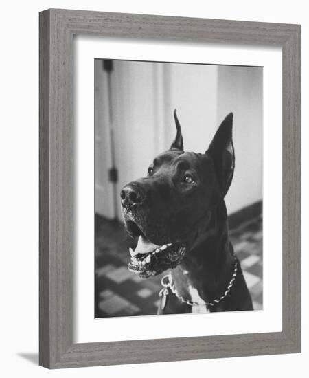 Great Dane Belonging to Governor William Stratton-Robert W^ Kelley-Framed Photographic Print