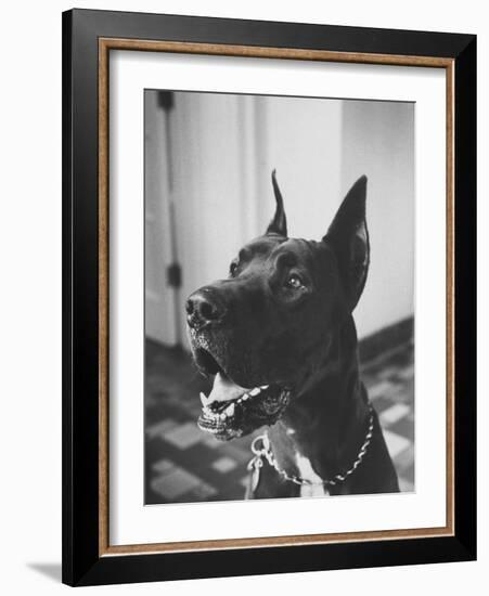 Great Dane Belonging to Governor William Stratton-Robert W^ Kelley-Framed Photographic Print