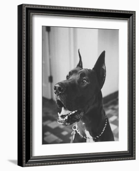 Great Dane Belonging to Governor William Stratton-Robert W^ Kelley-Framed Photographic Print