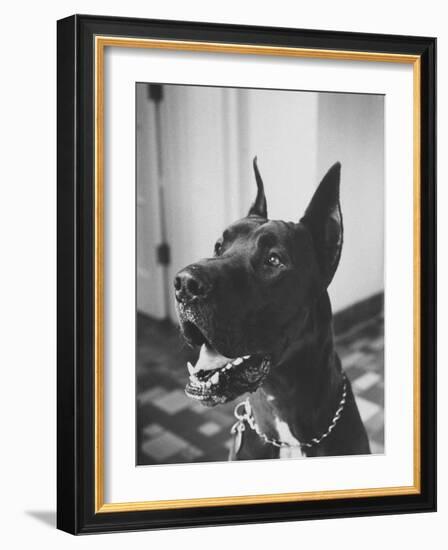 Great Dane Belonging to Governor William Stratton-Robert W^ Kelley-Framed Photographic Print